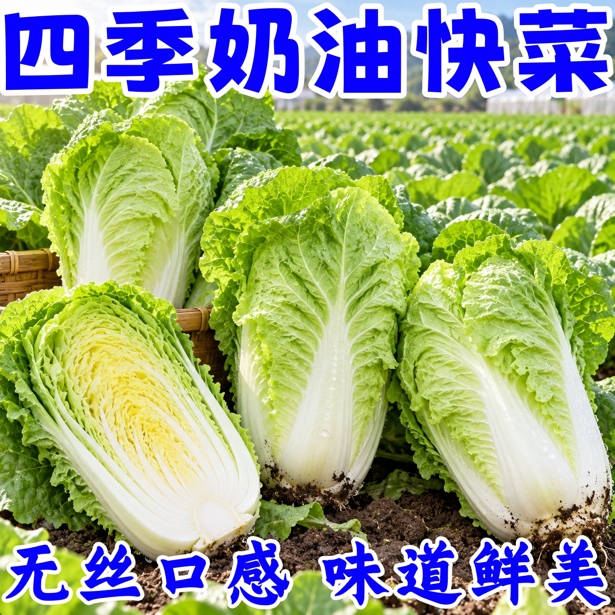 25天速生四季奶油小白菜高产
