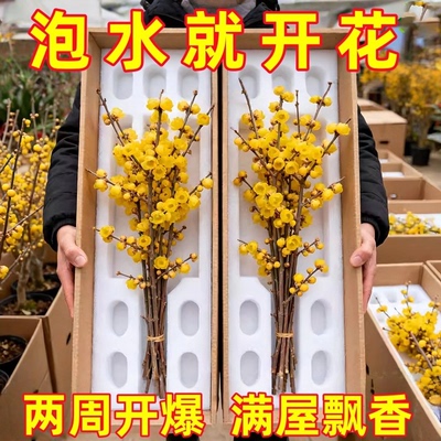 水培腊梅浓香花苞耐寒室内观赏