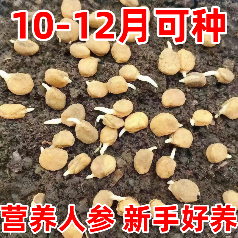 人参种子长白山野山参子