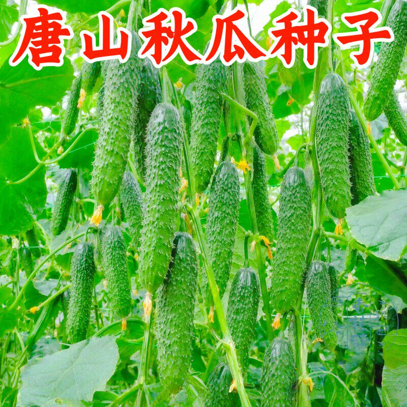 唐山秋瓜种子老品种黄瓜种籽庭院阳台春季水果蔬菜种高产农家易种