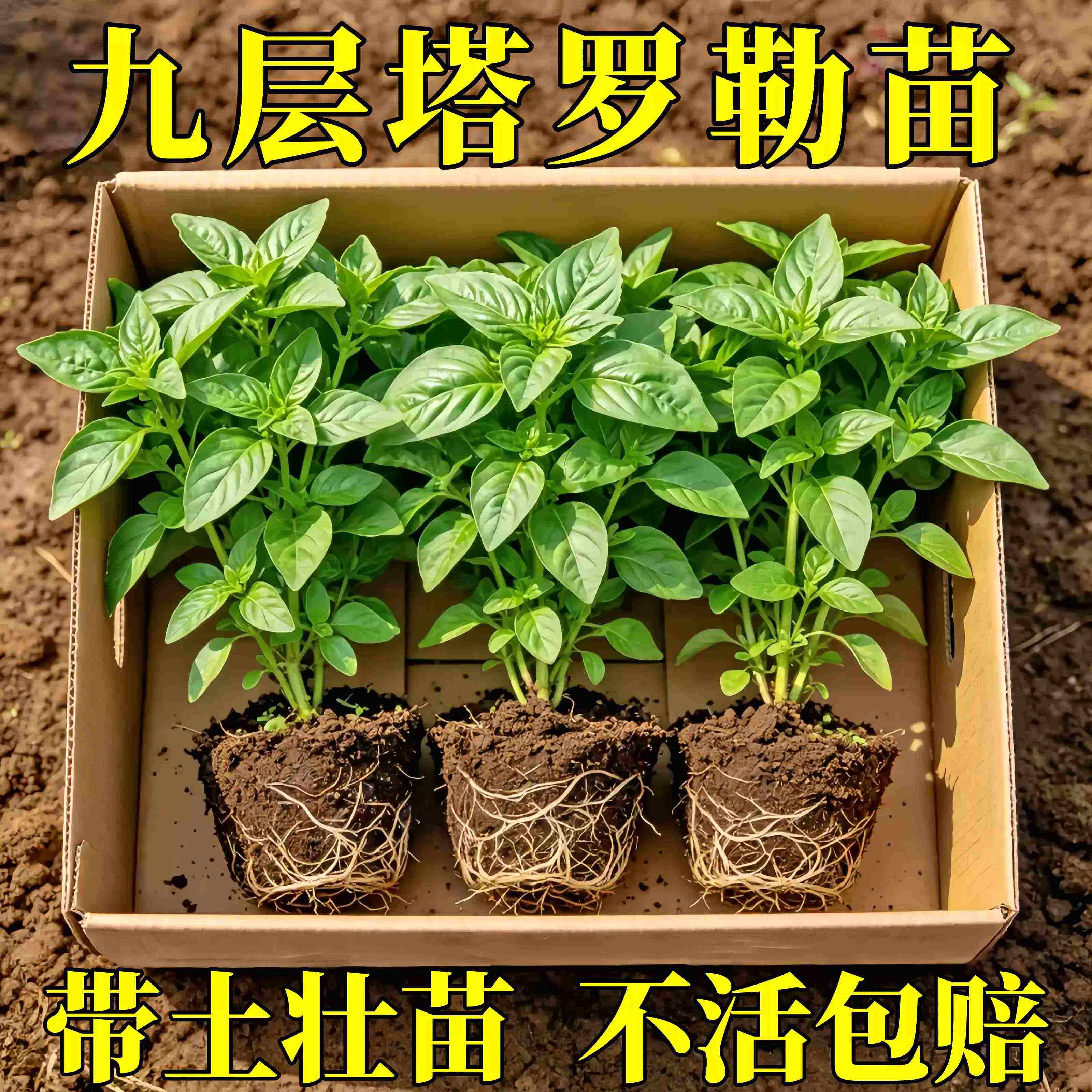 九层塔金不换罗勒种子四季可种