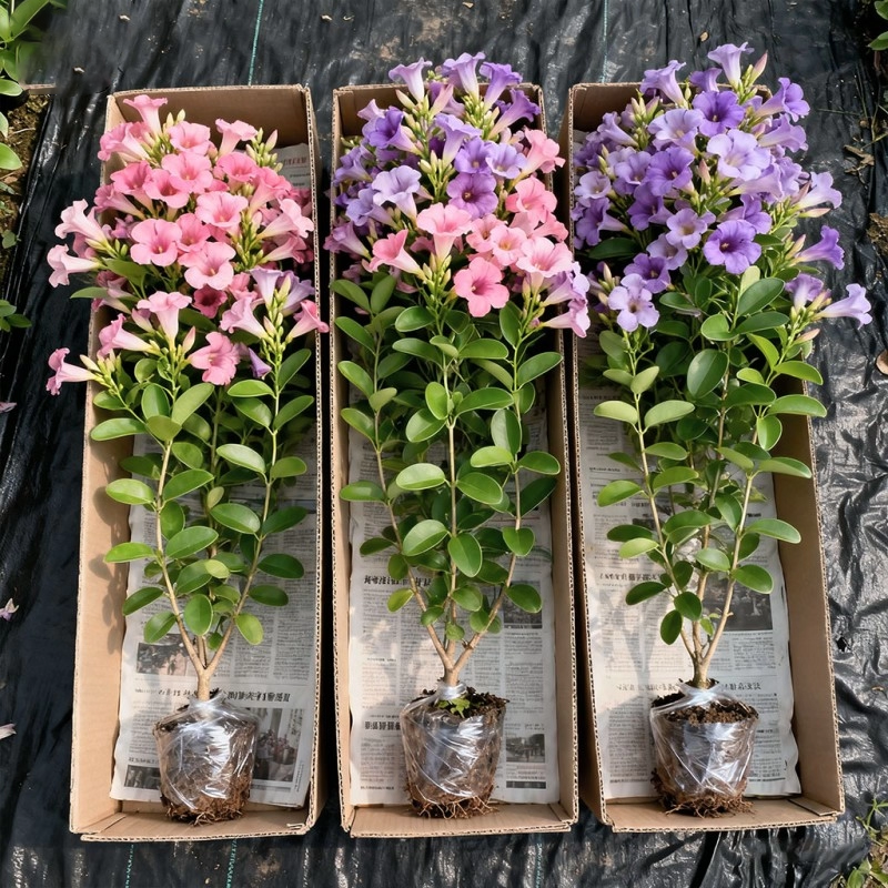 蒜香藤花苗爬藤植物紫花阳台庭院室外花卉盆栽春秋开花植物紫铃藤,鲜花速递/花卉仿真/绿植园艺,红掌/凤梨/温室花卉,淘宝优惠券,粉丝福利购,淘宝优惠卷