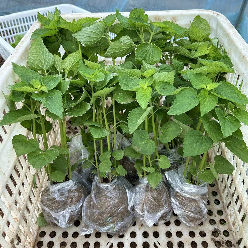 河南藿香苗带土老品种盆栽可食用小苗新鲜大茴香苗猫把蒿鱼香菜苗