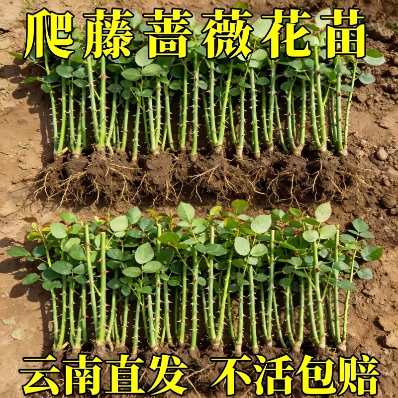 藤本月季蔷薇小苗耐寒耐热好养