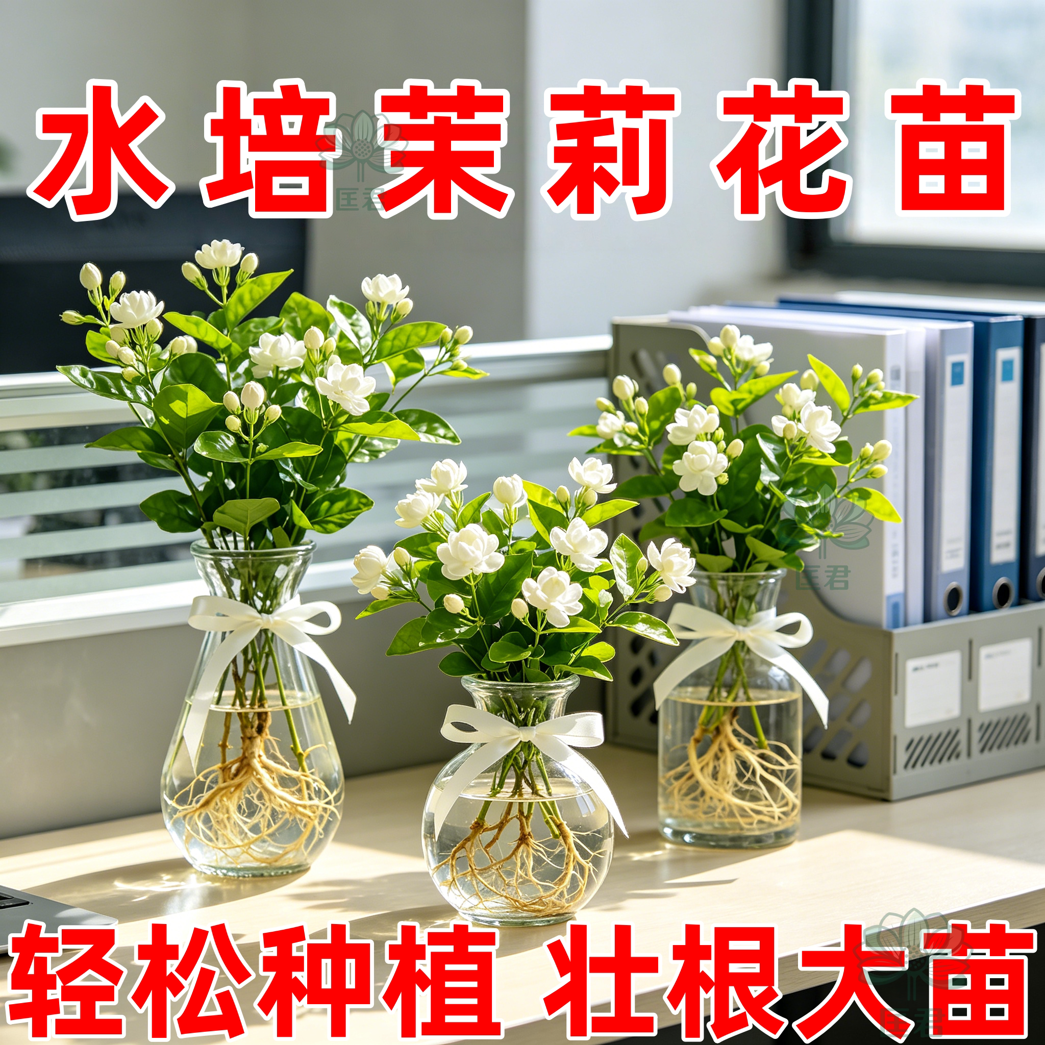 水培茉莉花苗盆栽四季开花好养