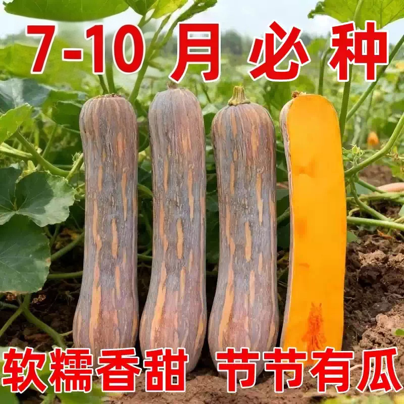 健美密本南瓜种子超甜粉面密本南瓜种子甜面南瓜种籽早熟高产蔬菜
