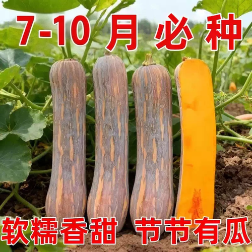 超甜早熟高产密本南瓜种子