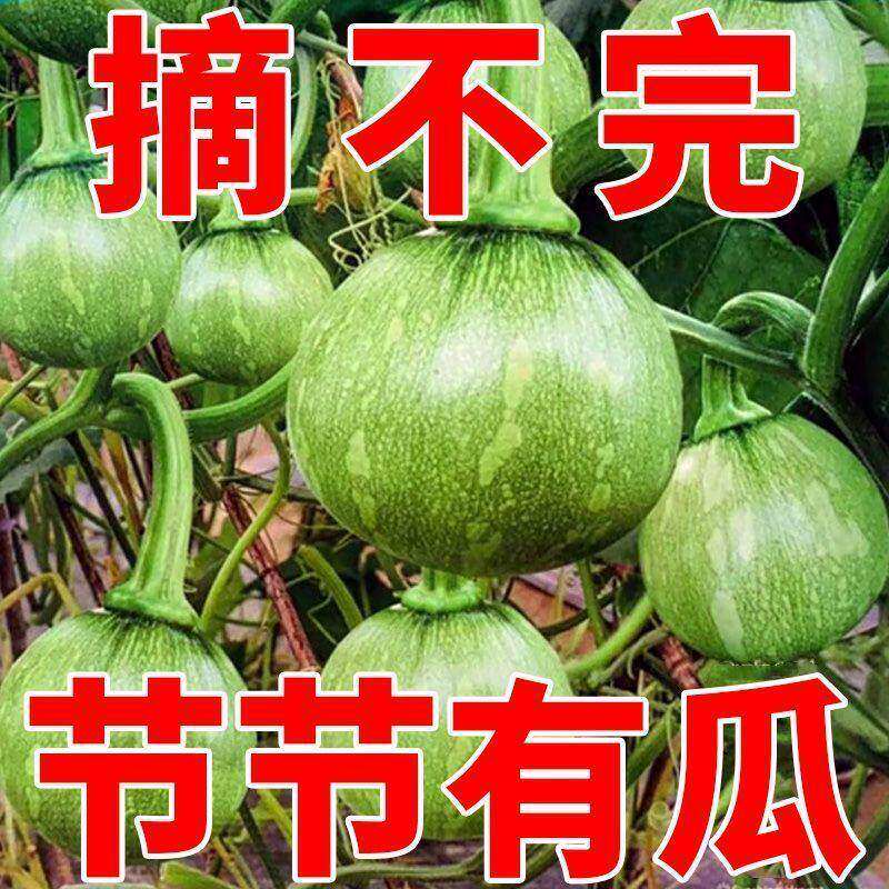 嫩早一串铃南瓜种子早熟高产