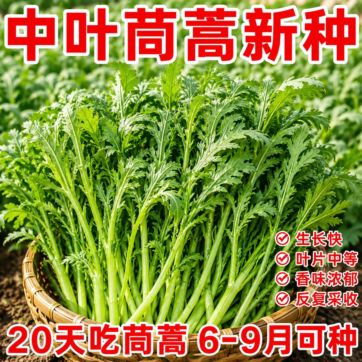 皇帝菜中叶茼蒿种子四季可播