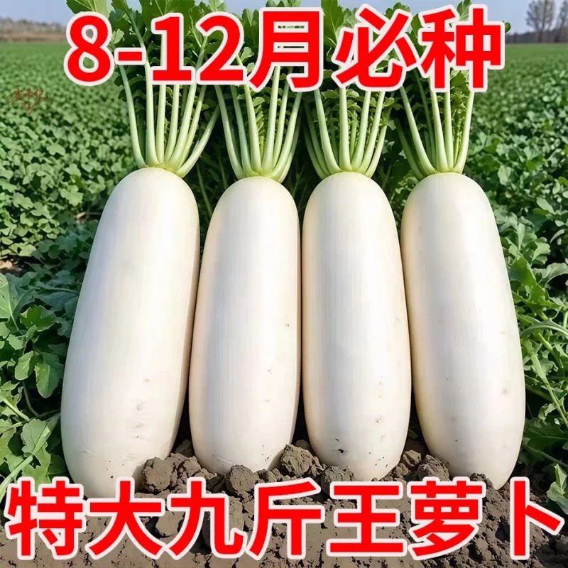九斤王白萝卜种子高产脆甜泡菜