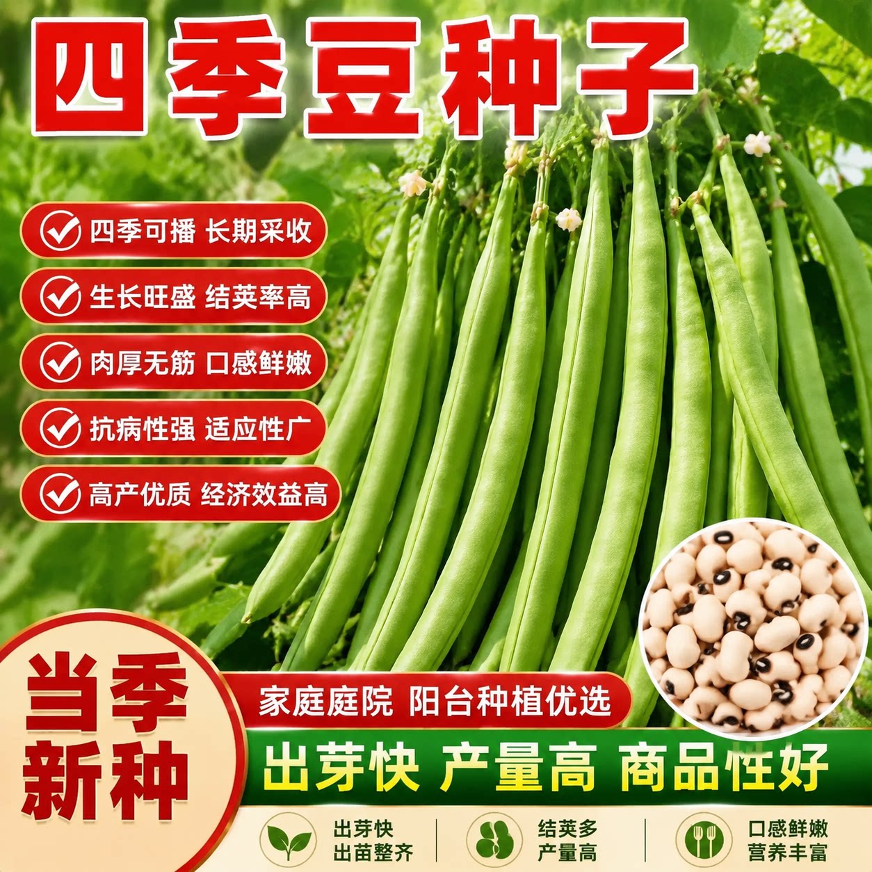 四季豆种子早熟不爬藤阳台盆栽