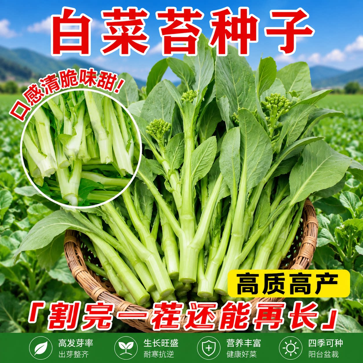甜脆白菜苔种子早熟高产侧芽多
