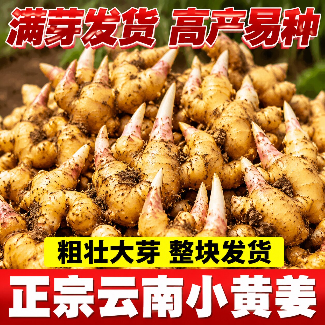 正宗云南本地小黄姜带芽种子苗