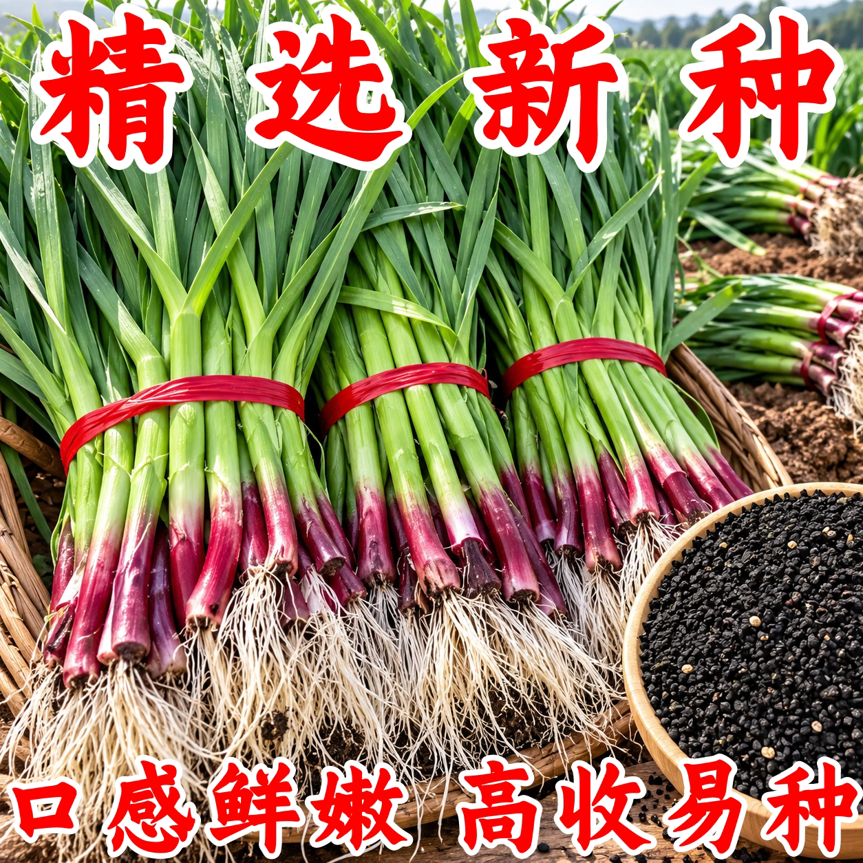 正宗本地红根宽叶紫皮大蒜种子