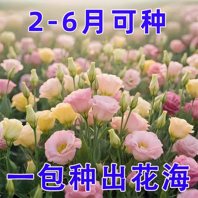 洋桔梗花籽混色四季带苞盆栽