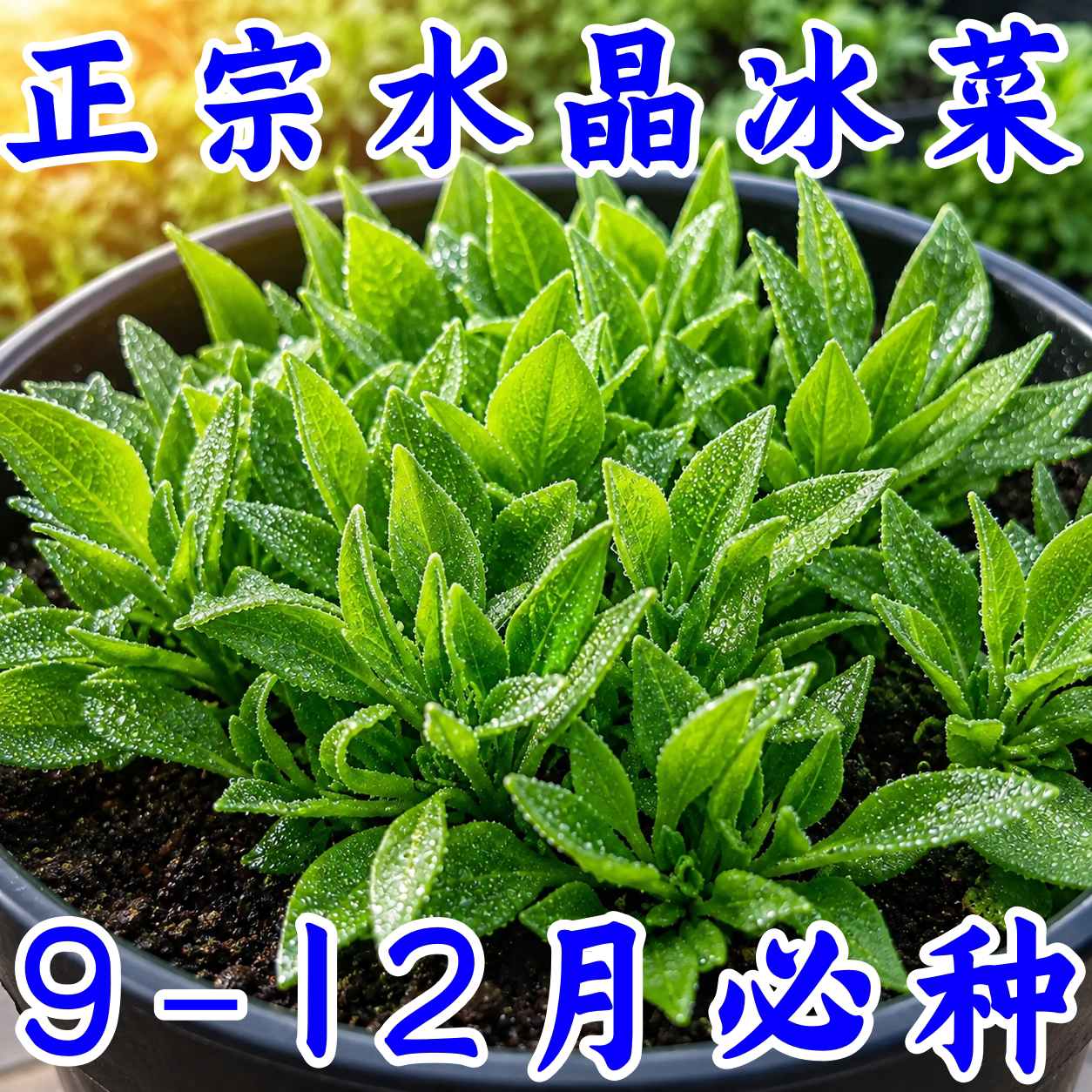 四季冰菜高钙沙拉菜种子