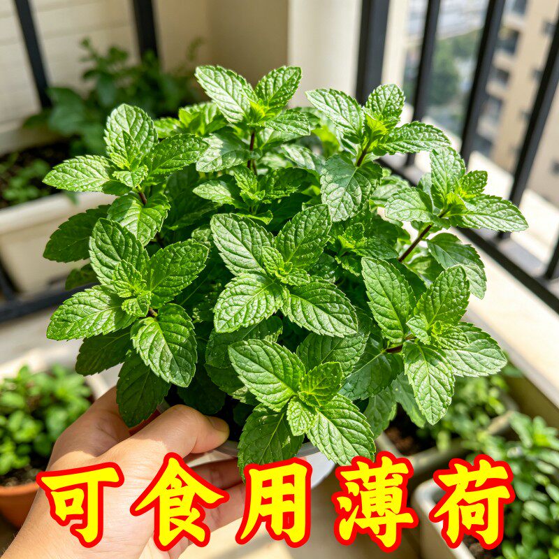 薄荷种子可食用老品种香水柠檬薄荷种籽四季阳台盆栽驱蚊花卉种孑