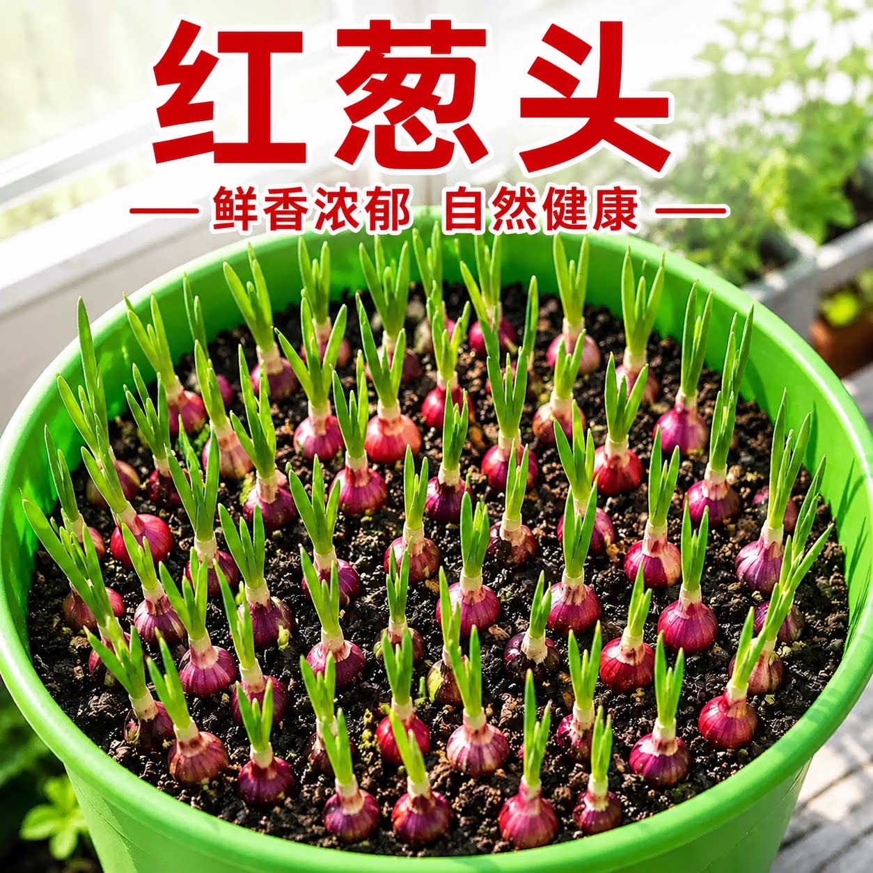 四川红葱头盆栽四季速发