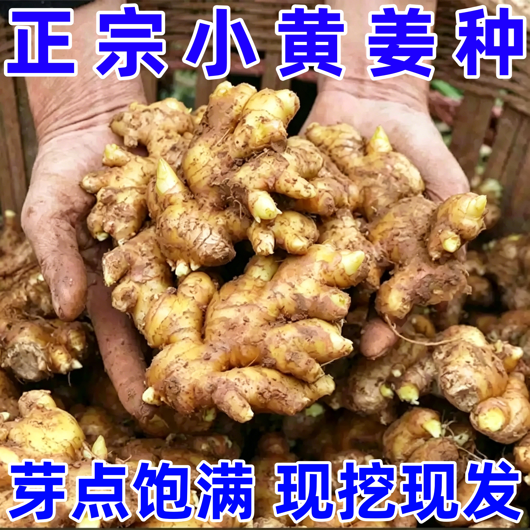 山东大姜带芽种子及种植苗
