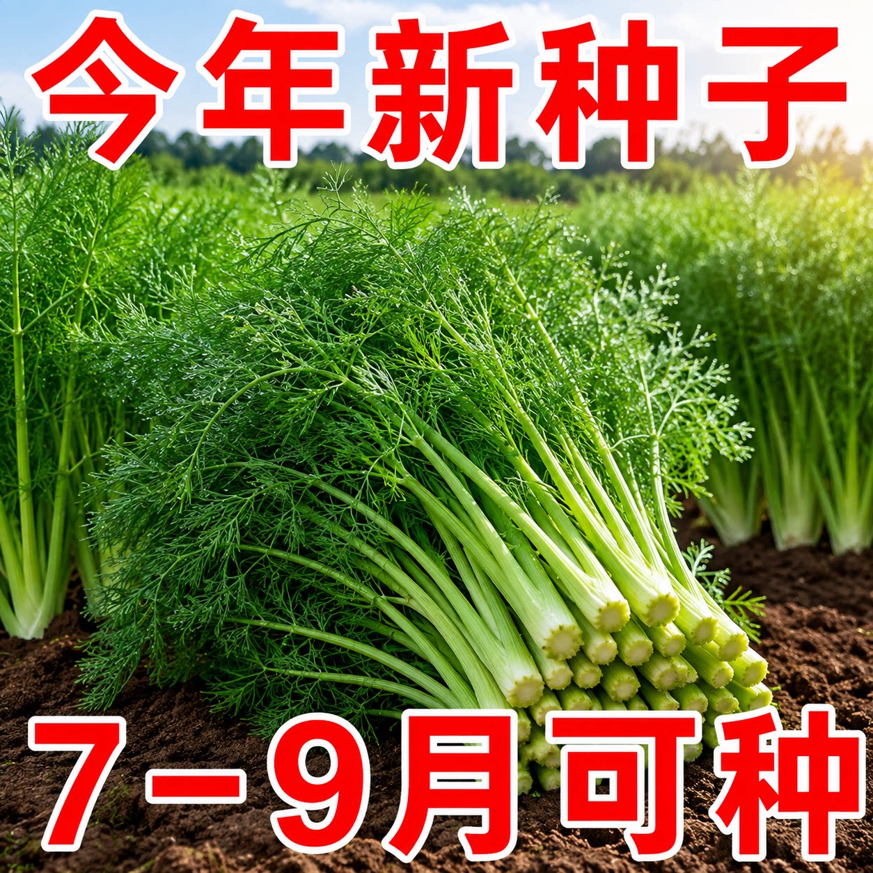 四季阳台可种小茴香种子