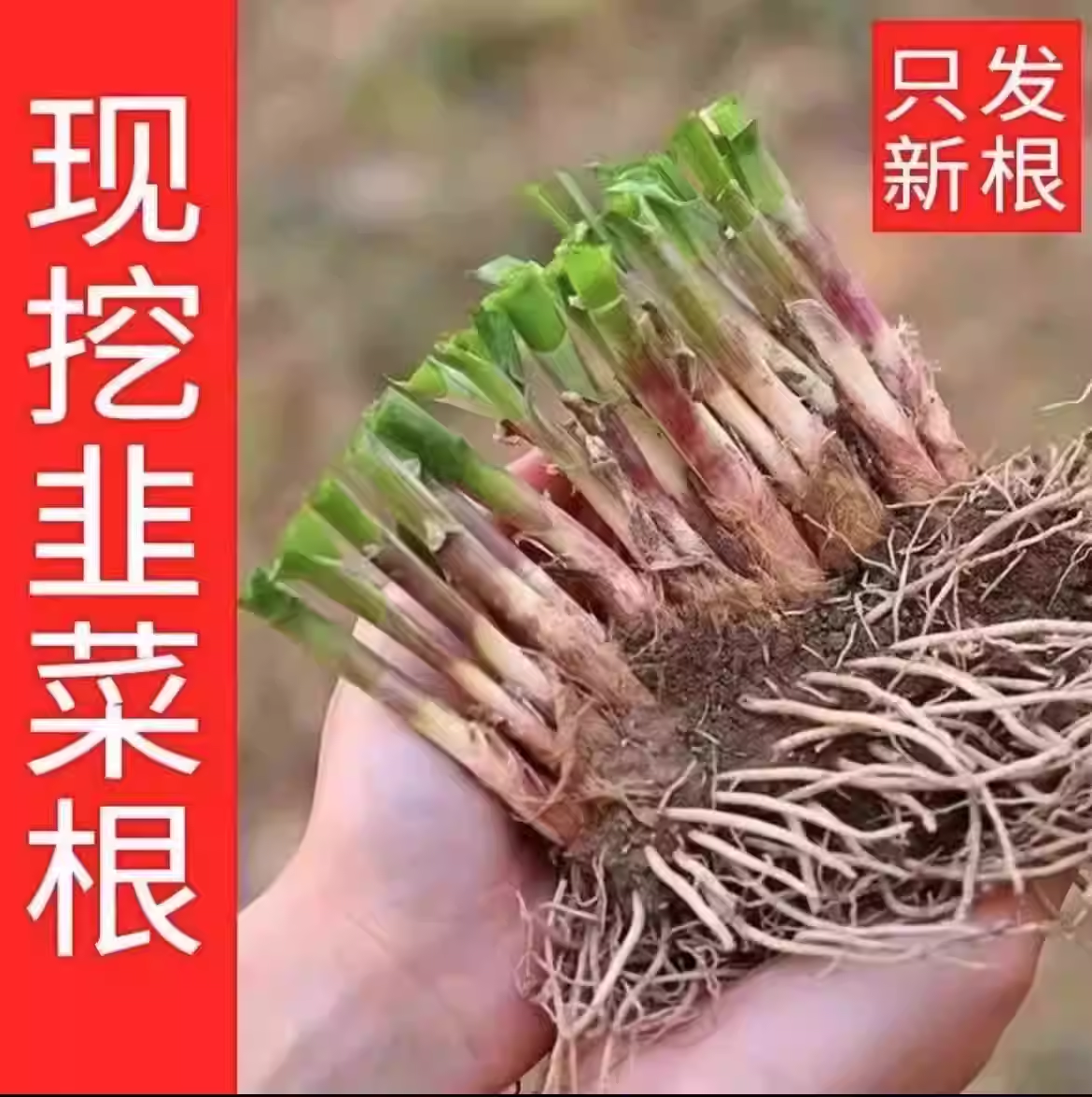 现挖头茬香小叶韭菜根苗老土品种紫红根细叶笨韭蔬菜苗阳台地栽种
