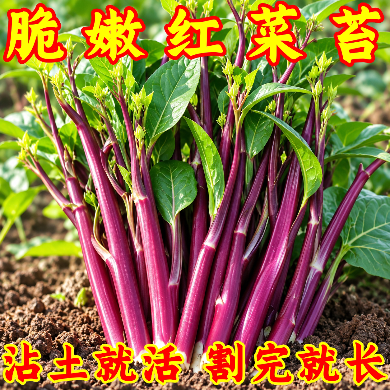 四季脆甜多汁红菜苔种子