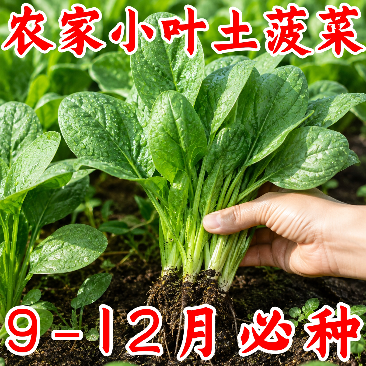 本地土种小叶菠菜抗病高产速生