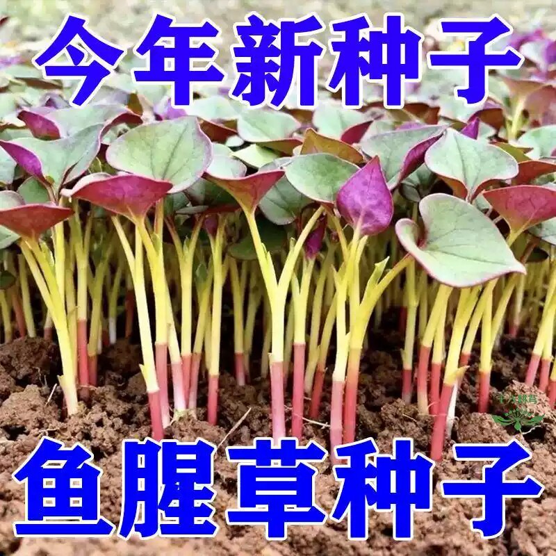鱼腥草折耳根种子1-12月播易种
