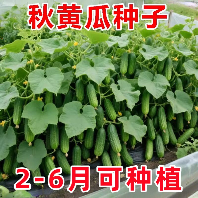 水果黄瓜种子四季种籽阳台番茄秋季蔬菜苗秧苗盆栽南方小青瓜旱瓜