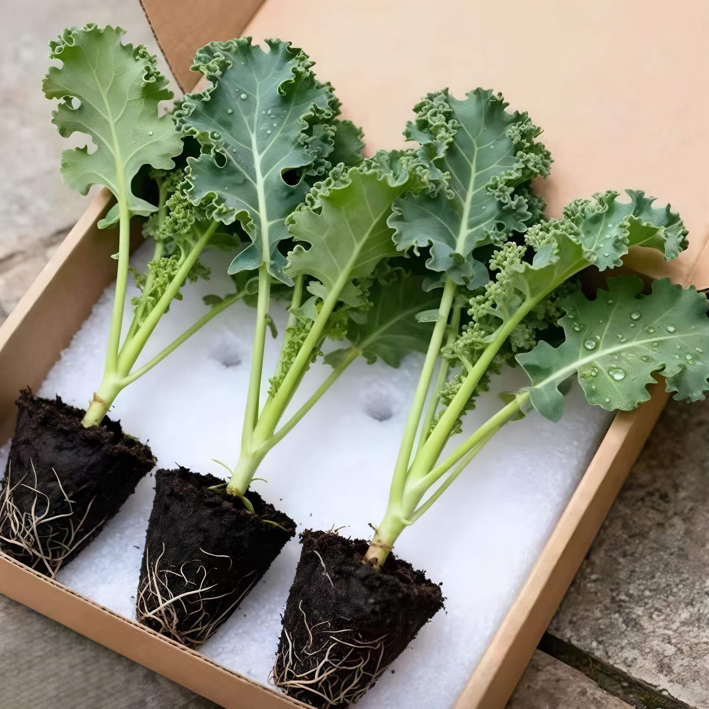 有机羽衣甘蓝盆栽苗高产新鲜