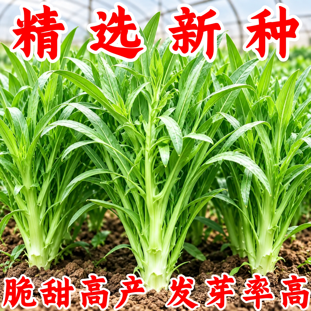 花芽甜麦菜种子阳台盆栽耐热耐寒