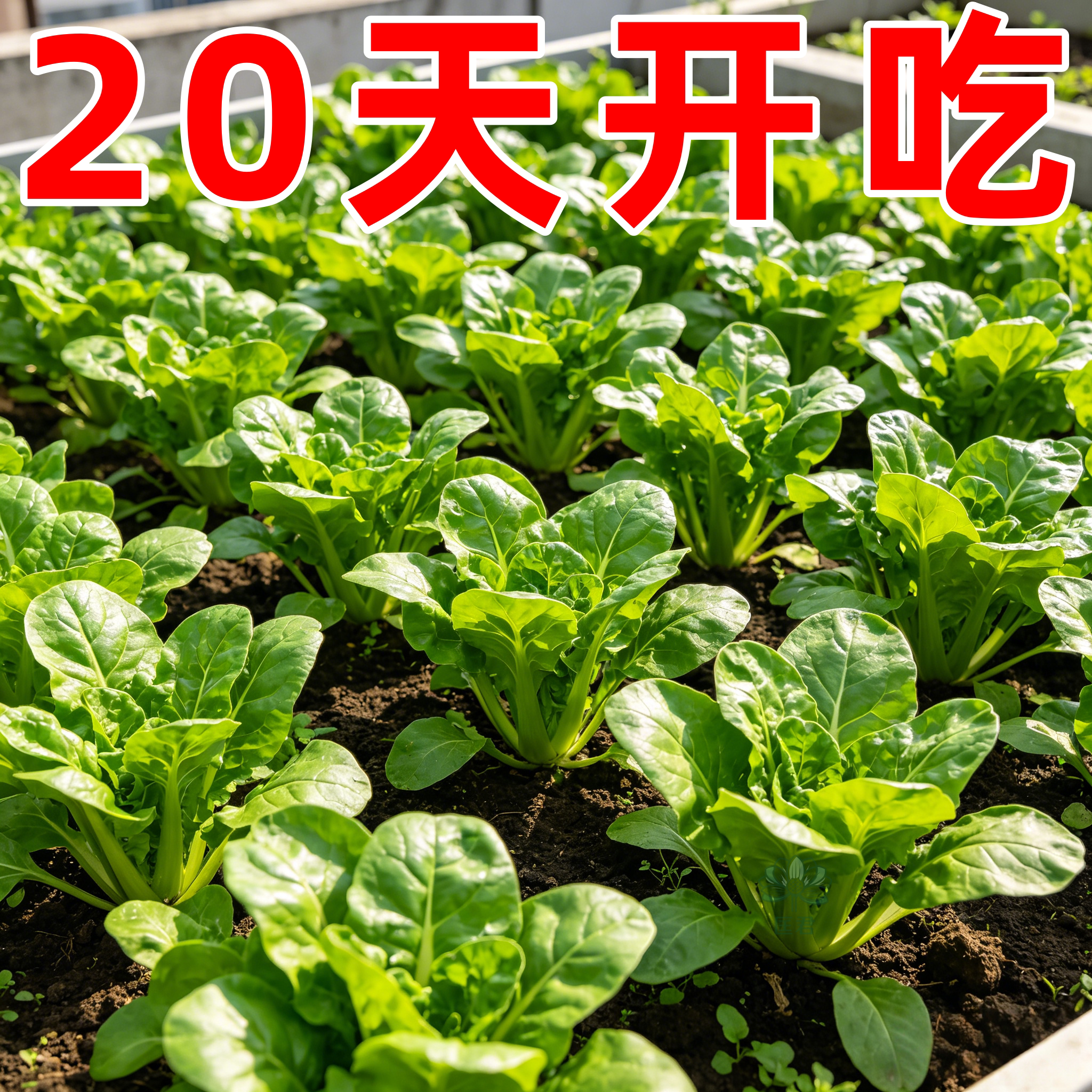 孔雀菜四季播不生虫不打药脆甜