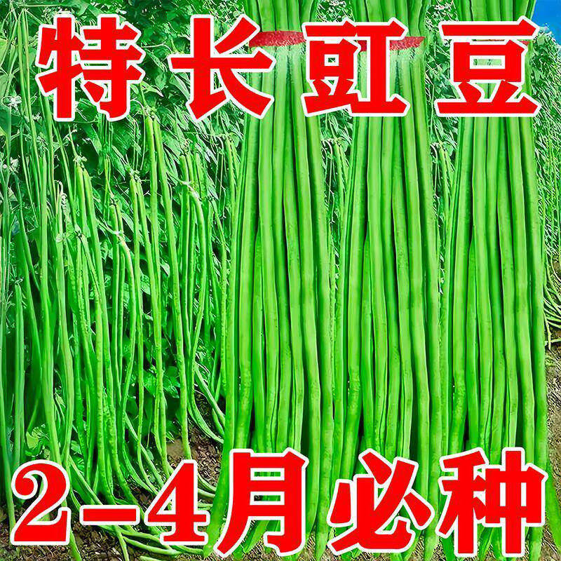 摘不败特长豇豆角种子四季高产长豆角绿豇豆角种子春秋季蔬菜种子