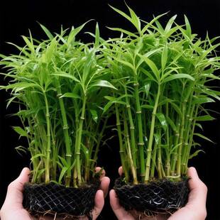 南美青竹水草鱼缸专用植物坨草净化水质养鱼造景增氧制氧阴性竹子