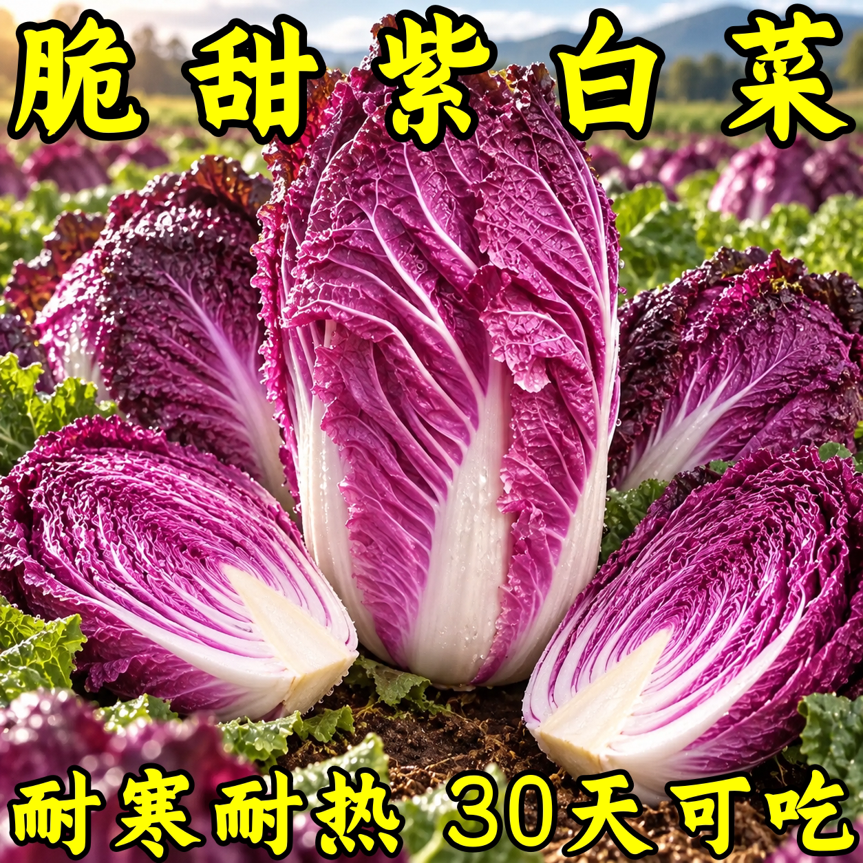 紫玉大白菜种子非转基因花青素