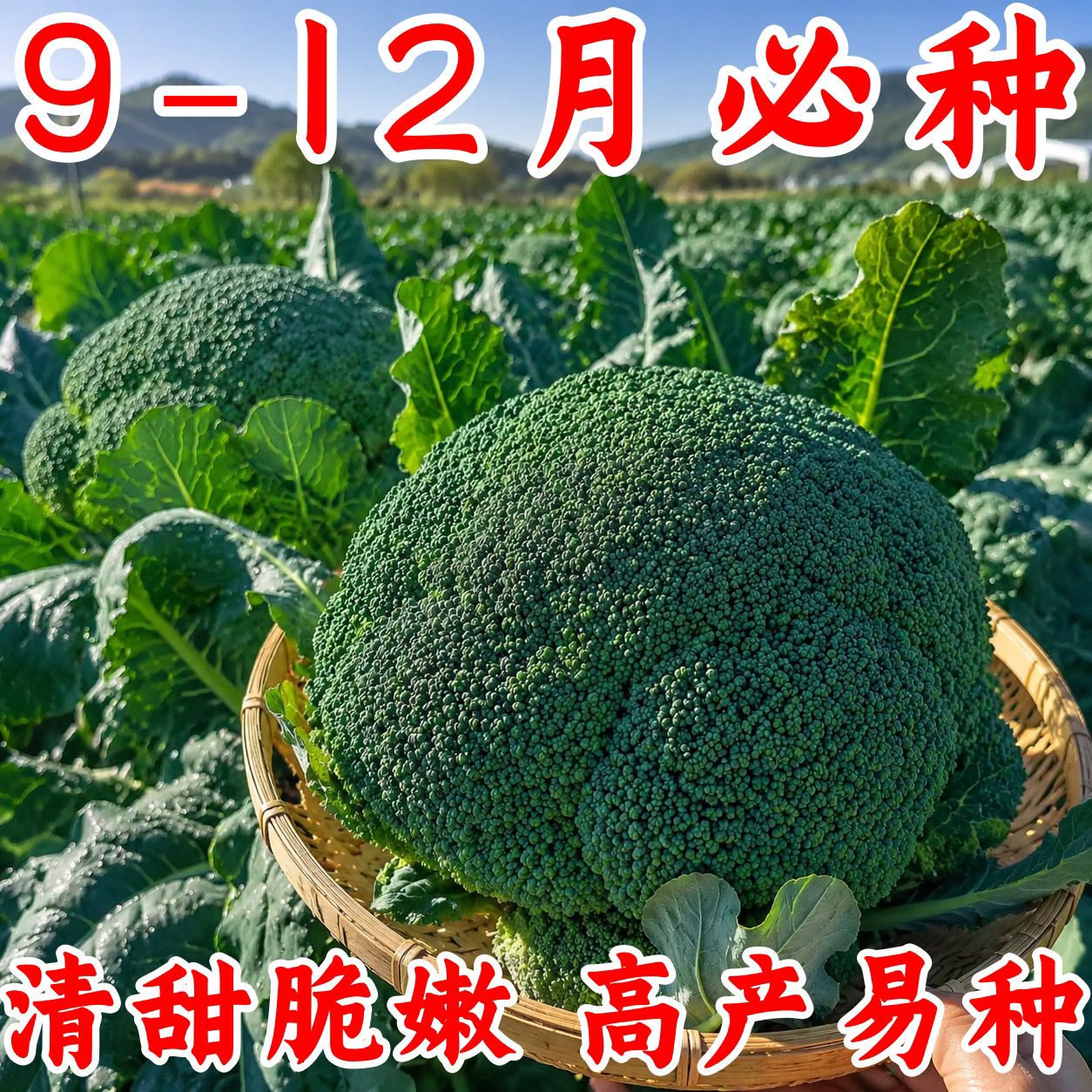 正品西兰花种子四季耐寒高产