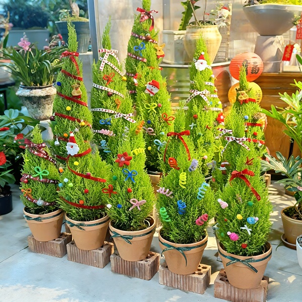 圣诞礼物小香松圣诞树室内盆栽
