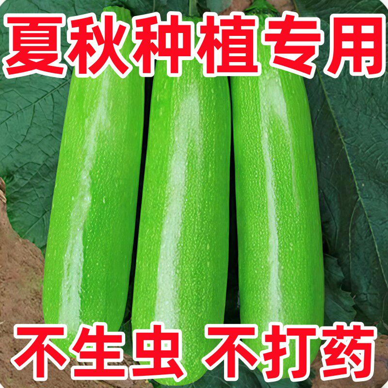 夏季专用西葫芦种子四季高产耐热秋季寿光蔬菜西胡芦种籽孑北瓜