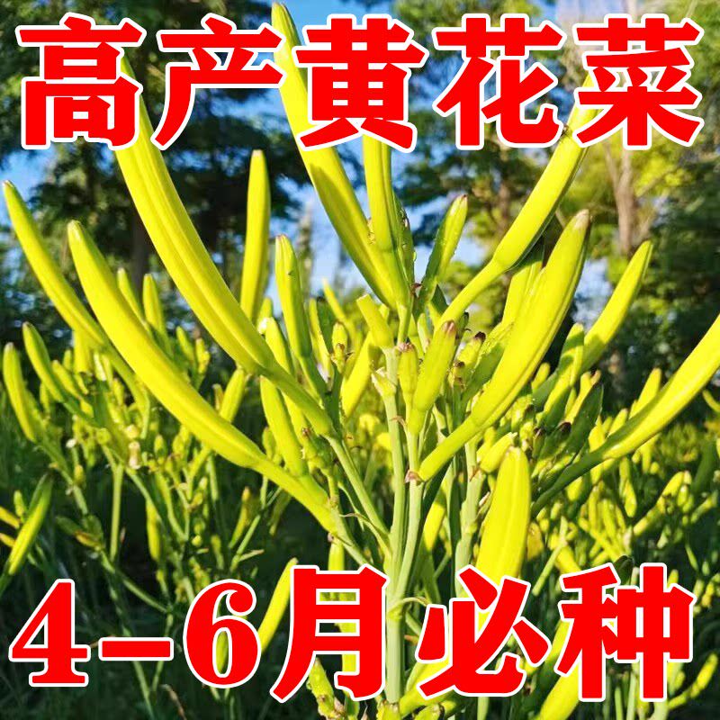 黄花菜金针菜种子四季播易种