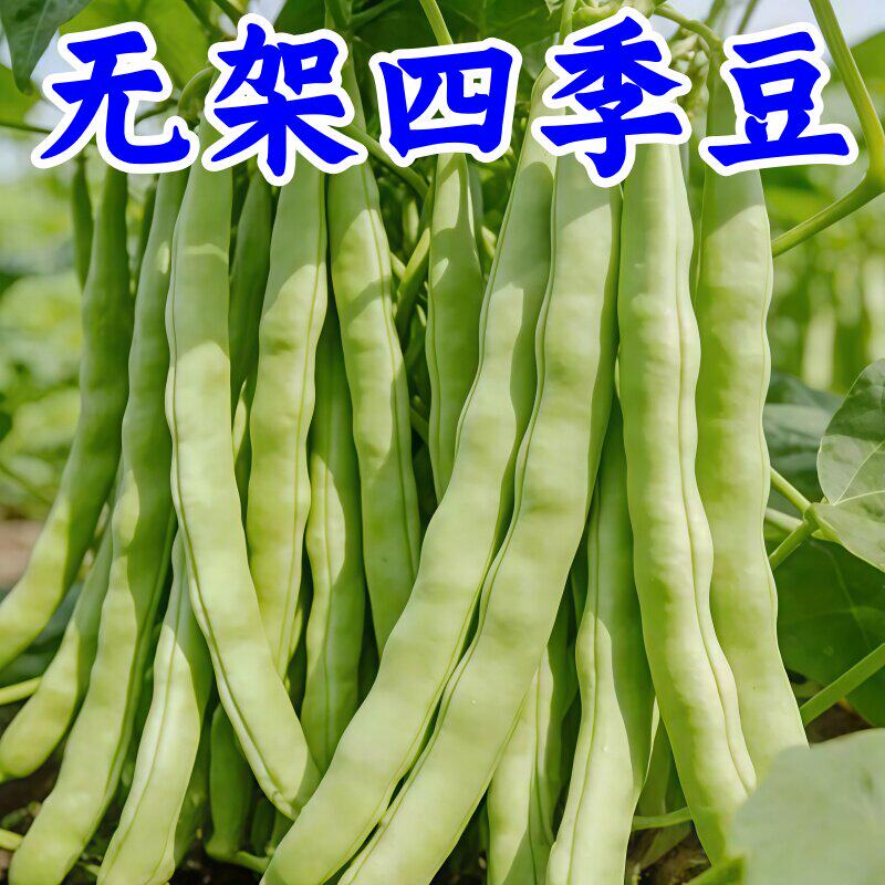 无架四季豆无筋地豆种子四季豆种子矮生不搭架阳台可盆栽蔬菜种子