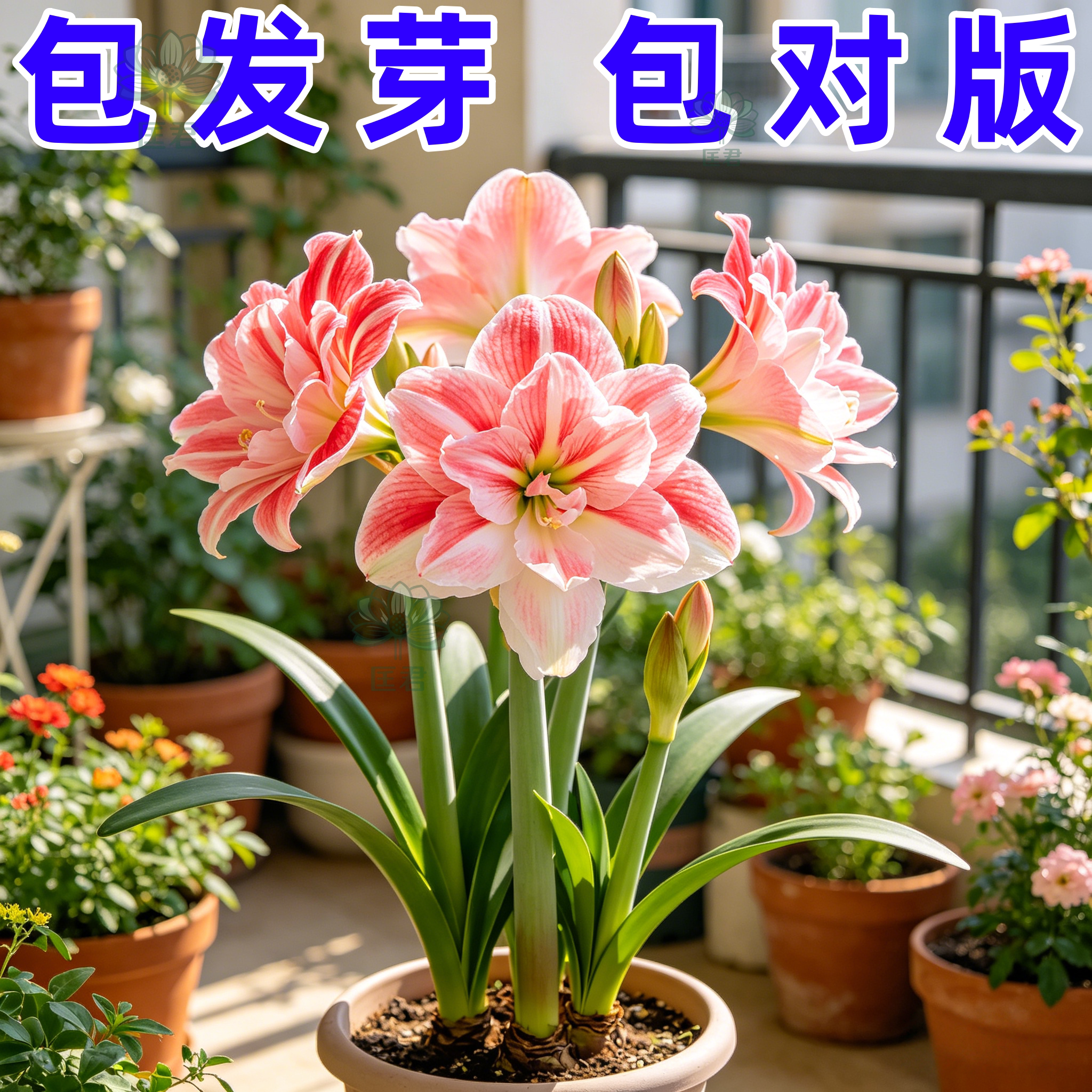 进口朱顶红重瓣带苞芽种球