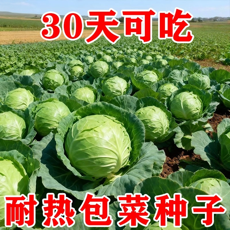 农科院甘蓝种子大头菜包菜