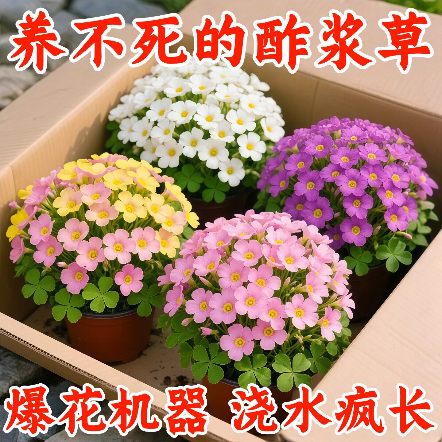 紫叶酢浆草多年生幸运三叶种球种子根盆栽庭院花卉观花植物室内花