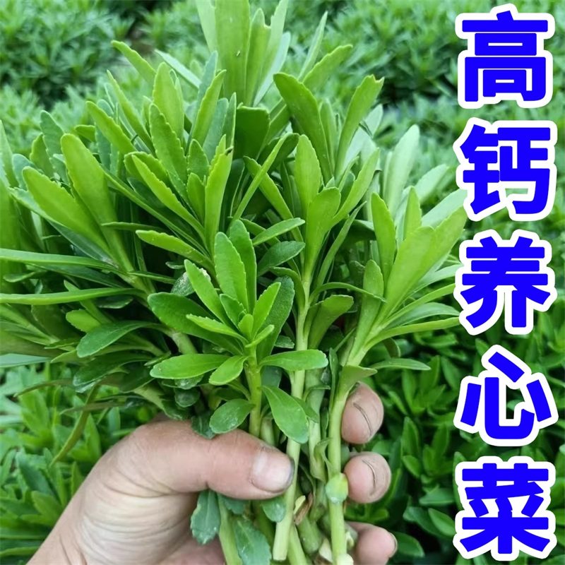 养心菜根苗救心菜种子高钙菜种植盆栽保健带叶带土防蚊虫驱蚊草苗,鲜花速递/花卉仿真/绿植园艺,红掌/凤梨/温室花卉,淘宝优惠券,粉丝福利购,淘宝优惠卷