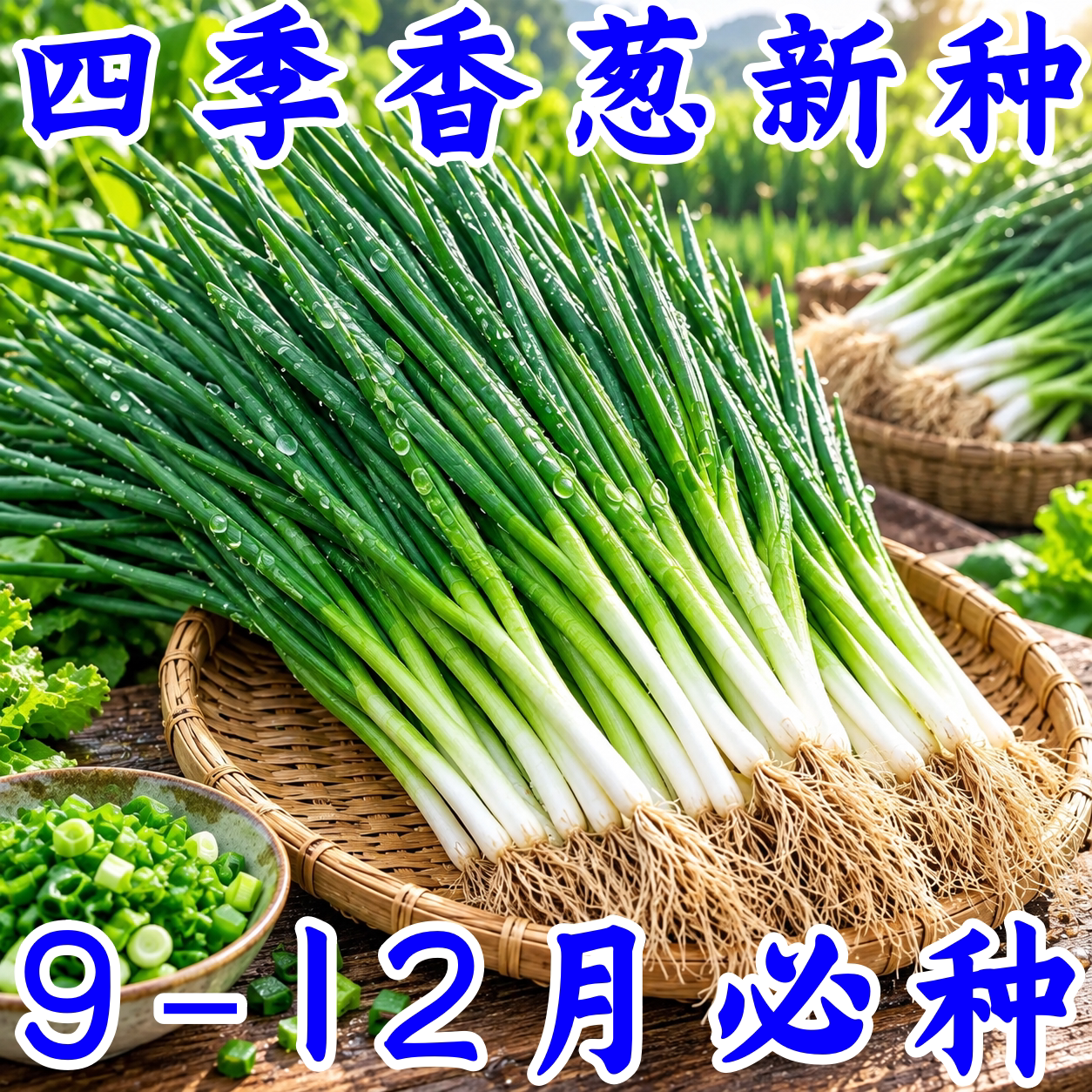 四季阳台盆栽小香葱种子易种