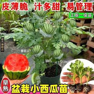 超甜盆栽小西瓜苗秧苗小糖丸2k麒麟带土西瓜苗种子高产四季阳台
