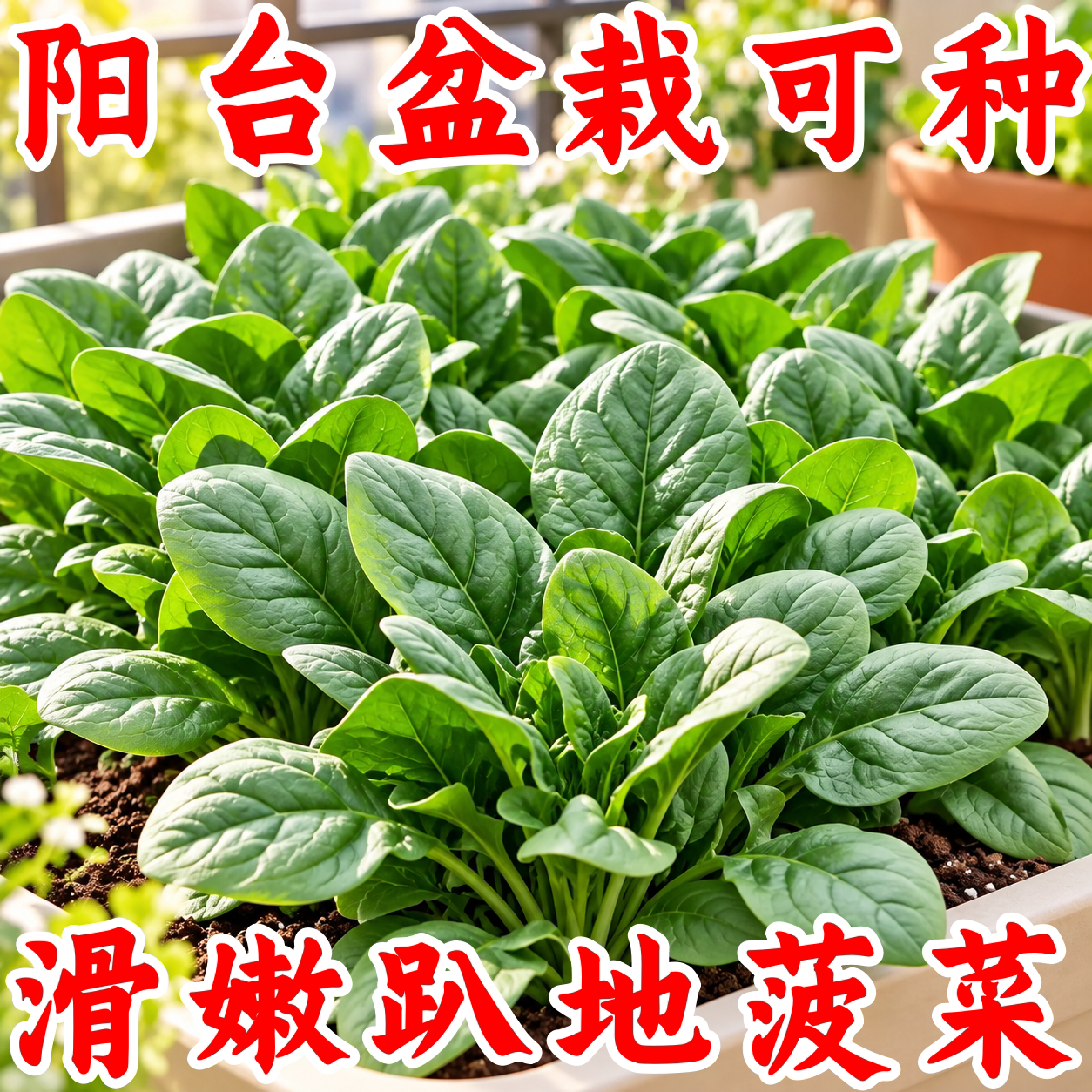 趴地菠菜种子香甜滑嫩耐热耐寒