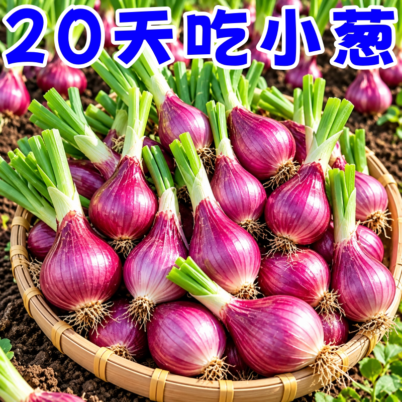 四川种植带芽小香葱盆栽