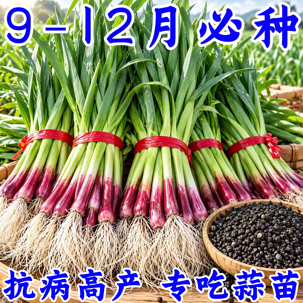四季耐寒宽叶红根蒜苗种子