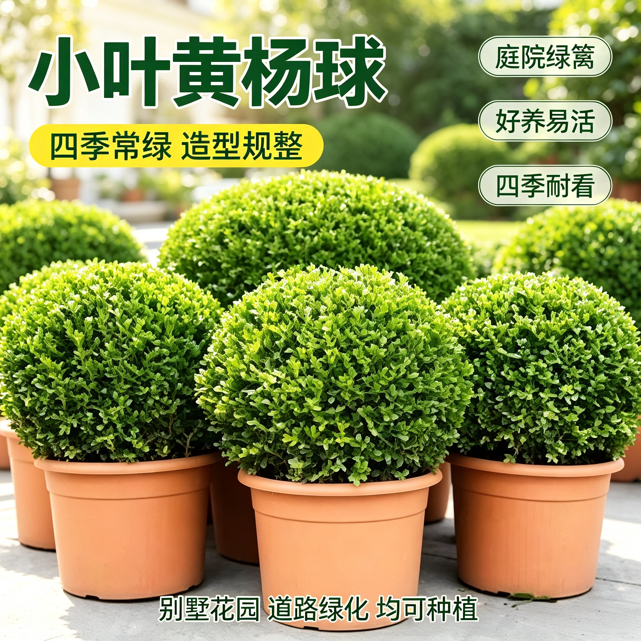 小叶黄杨球四季常青庭院绿化